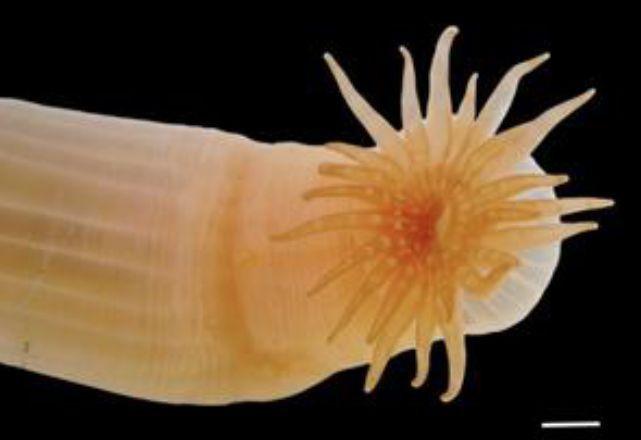 Scientists discover over 1,100 new marine species in landmark Ocean Census